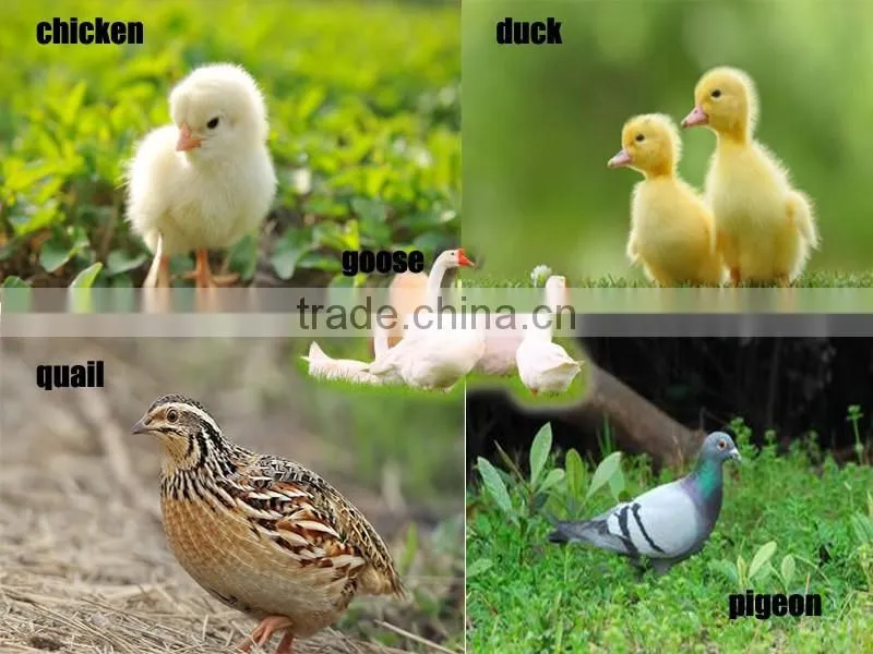 Alibaba best supplier's commercial quail egg incubator for sale in india