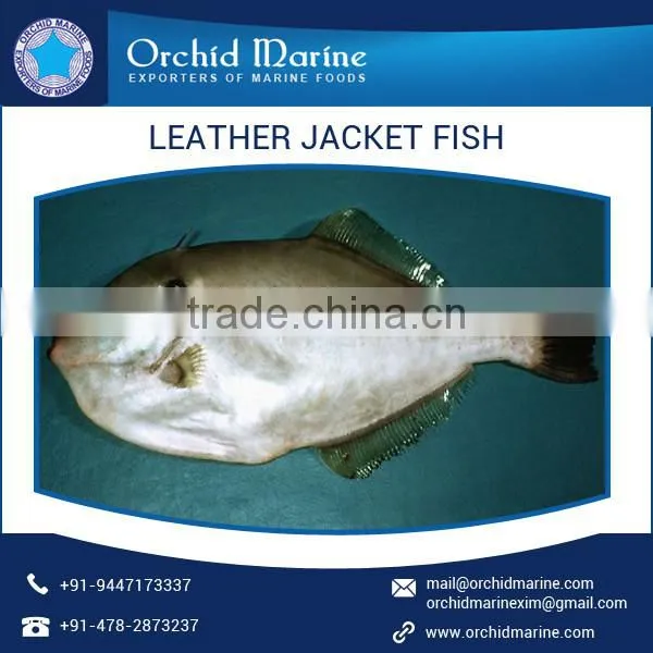 Enhanced Quality High Protein Frozen Leather Jacket Fish