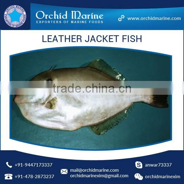 Top Quality Frozen Fresh Leather Jacket Fish (HGT/WR)