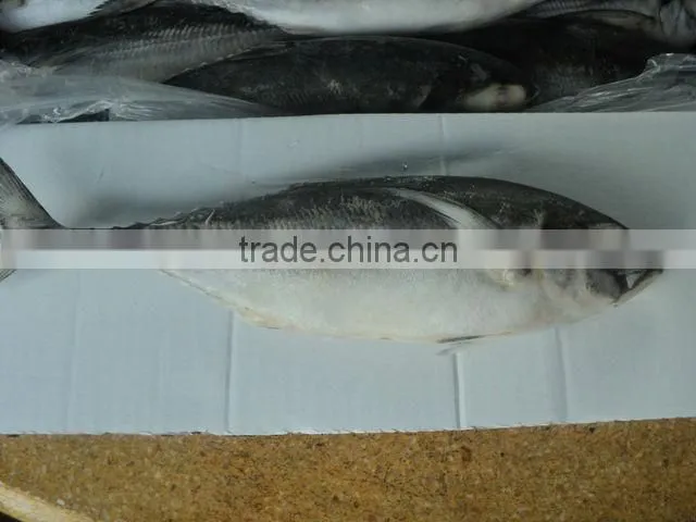 Frozen Horse mackerel