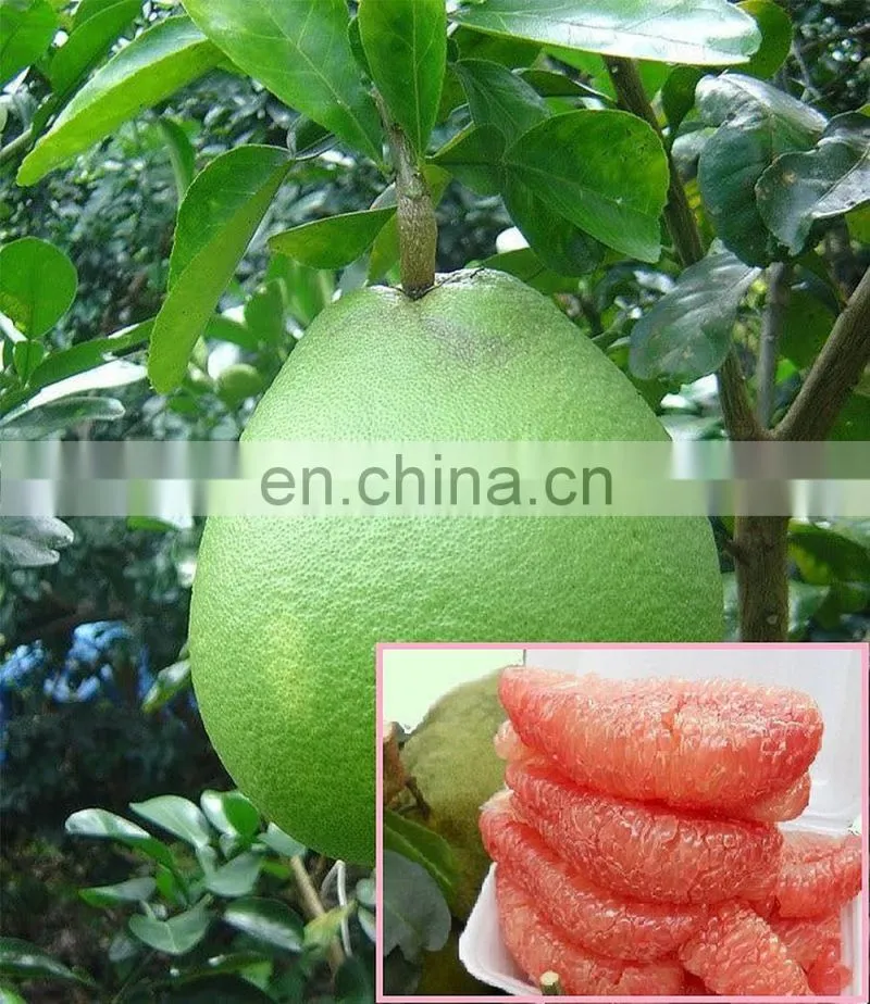 VIETNAM SWEET GREEN SKIN POMELO - HIGH QUALITY, GOOD PRICE