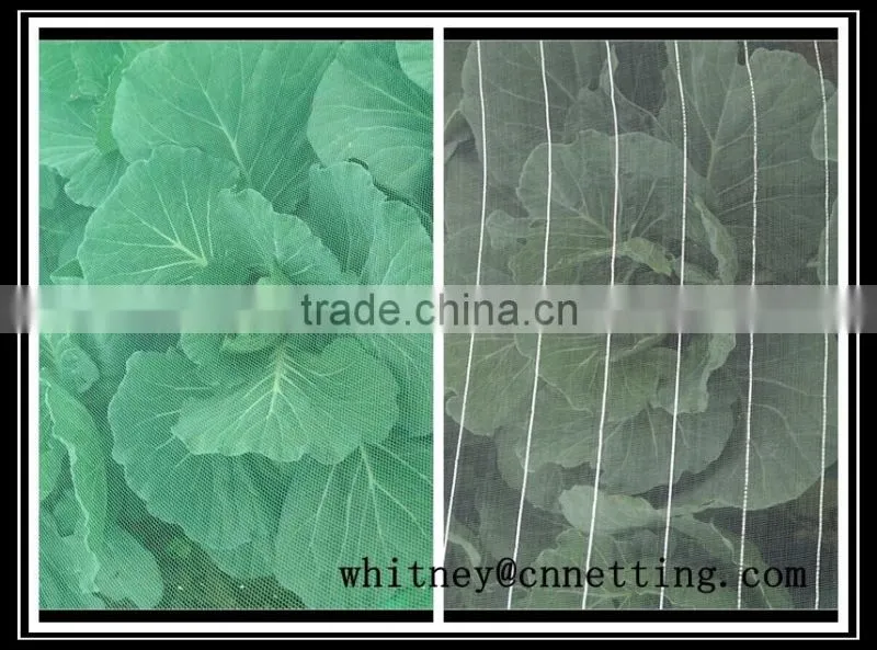 100% virgin HDPE white or green agricultural anti-aphid net/insect net