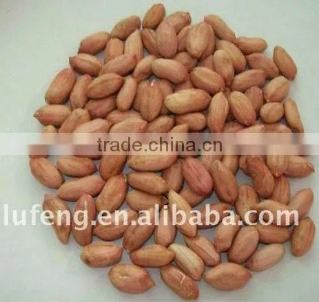 Best Price Roasted Peanut in shell for sale