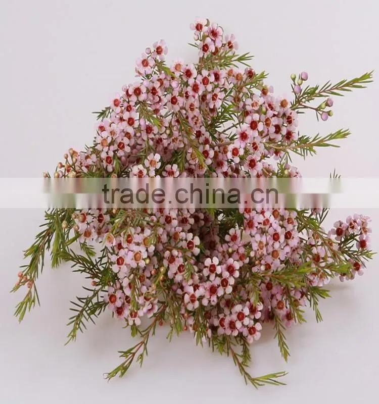 the most beautiful fresh wintersweet flower to export