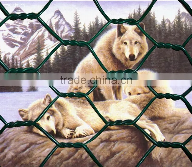 Chicken Wire Mesh/ Dog Cages