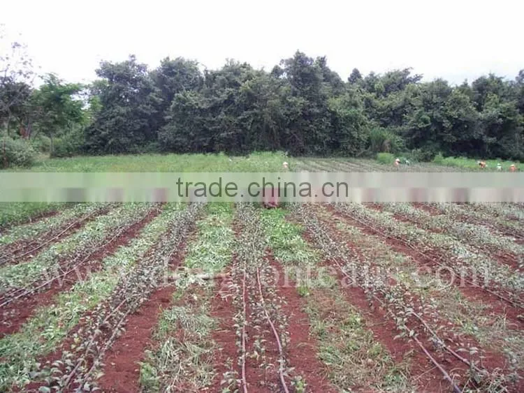 Genuine Vietnam Green tea