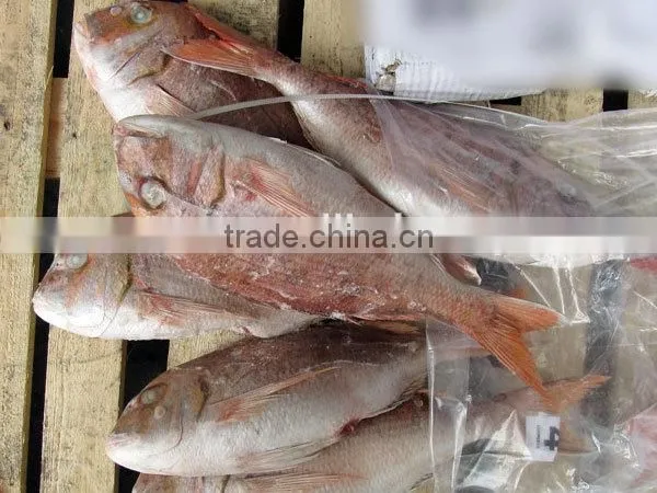 fresh frozen red snapper fish whole round