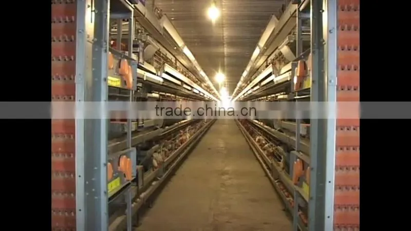 FRESH CHICKEN EGGS