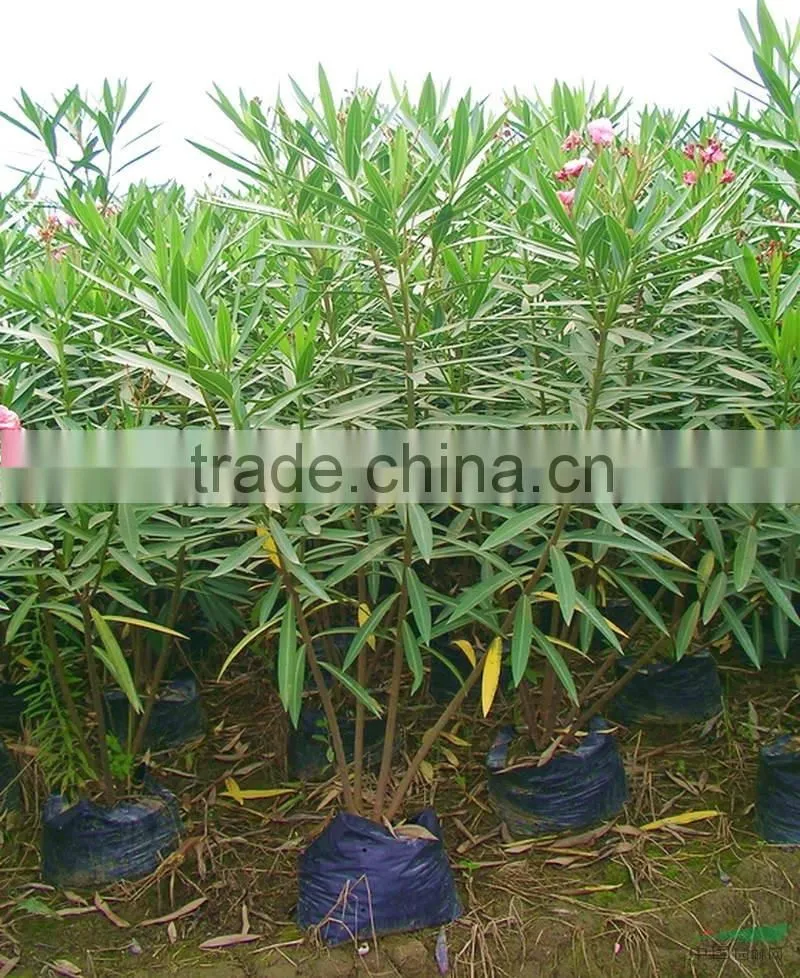 blooming Nerium indicum Milli of outdoor landscaping foliage decorative ornamental plants