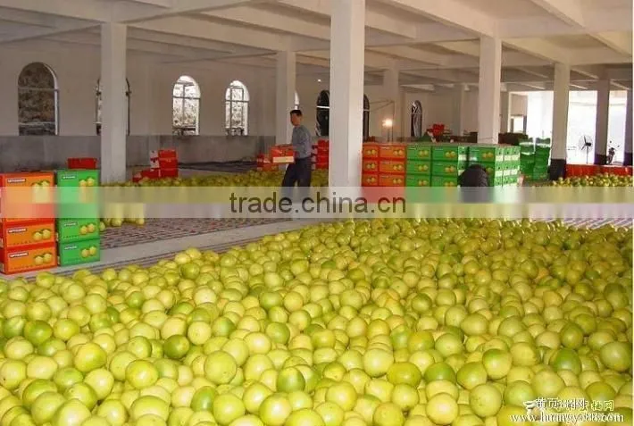 pomelo