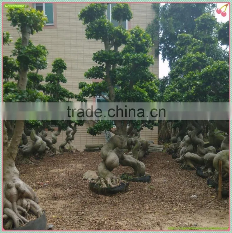Ficus Microcarpa outdoor plant( Odd ficus)