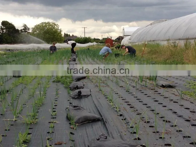 UV stabilised eco-friendly pp non woven garden weed control/guard mulch sheet/weed mat