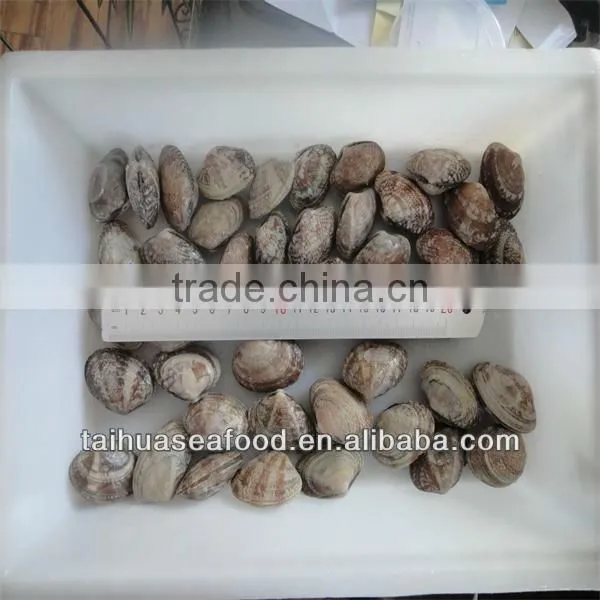 frozen seafood conch
