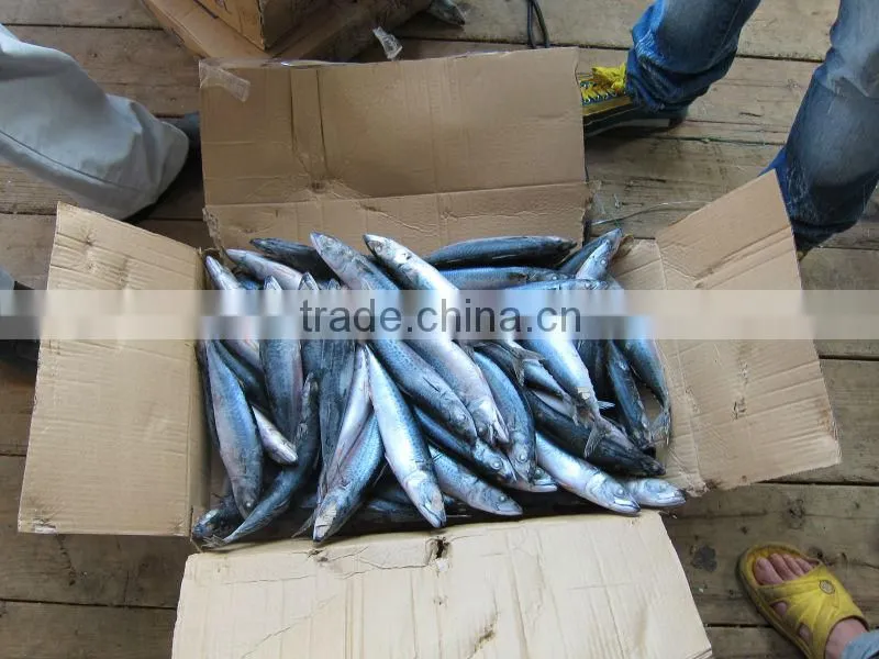 canned mackerel