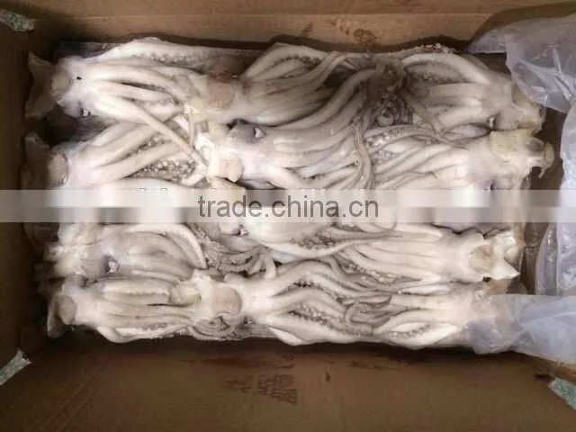 Frozen squid head from high quality Illex squids