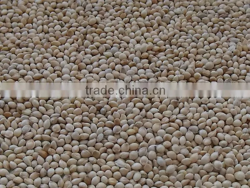 high quality white broomcorn millet (glutinous broom corn/proso millet)