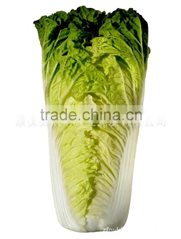 Fresh Chinese Cabbage