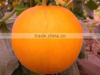 Chinese Yellow Peel Red Flesh Honey Sweet Melon Seeds For Sale-Red Honey F1