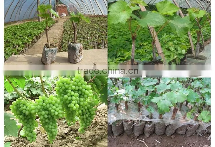 grape tree seedling