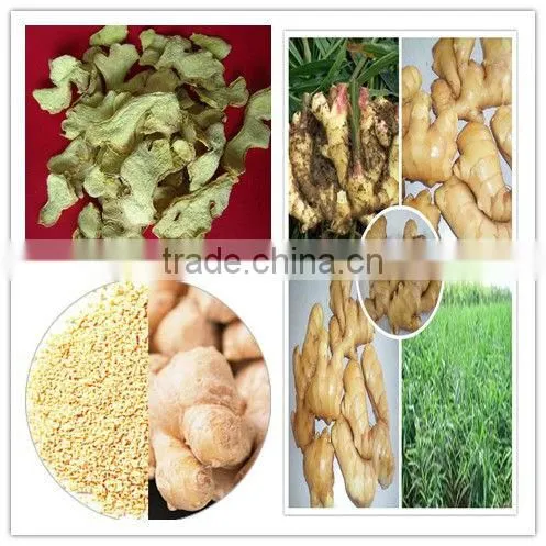 Authenticated GAP/HALAL Chinese frozen taro root plant