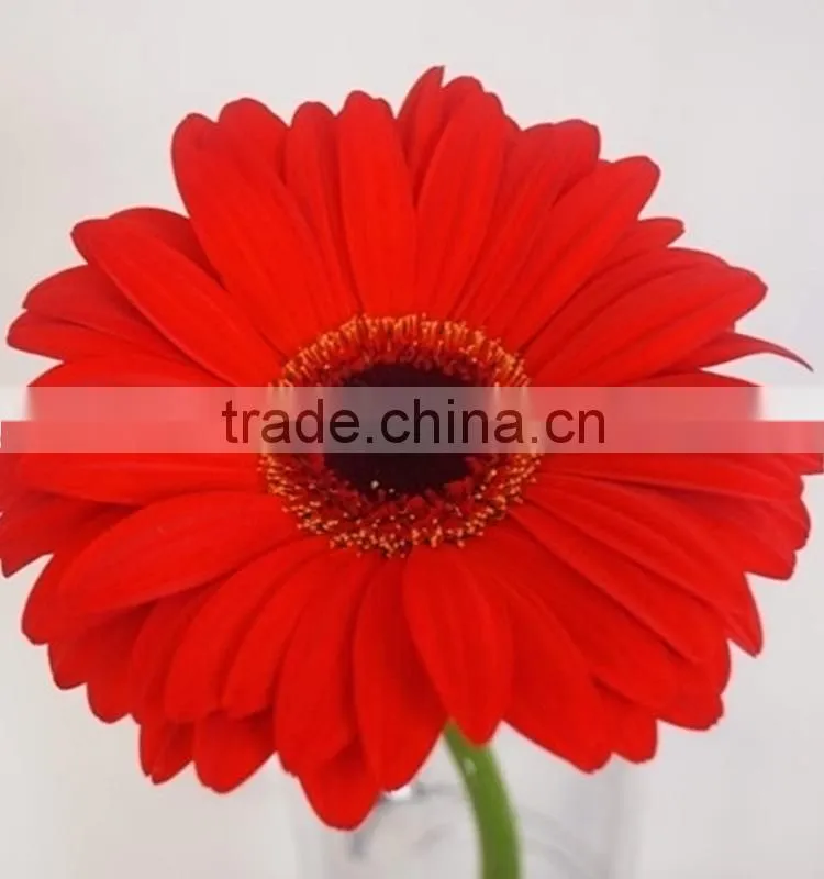 Durable Savanna red gerbera flower