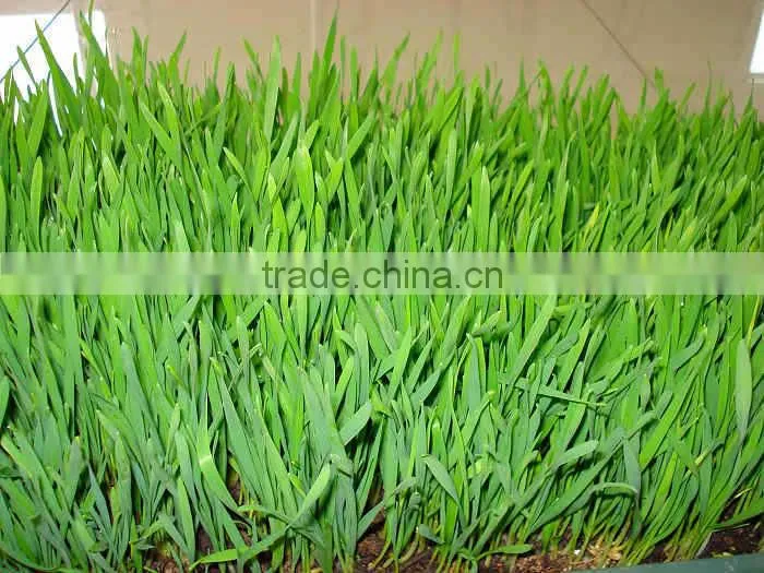 hydroponic systems/barley grass grown machine