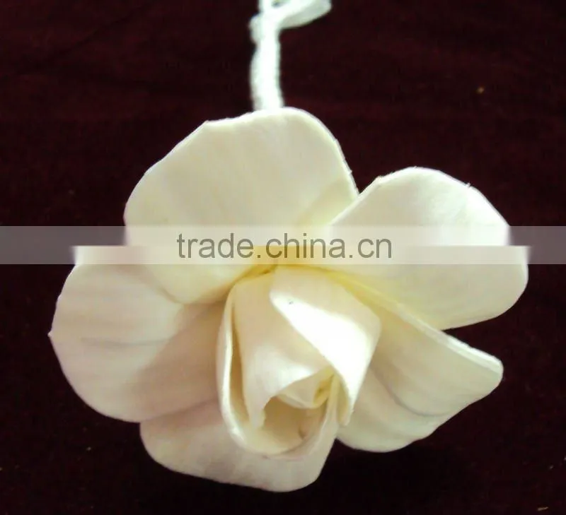 Sola flower