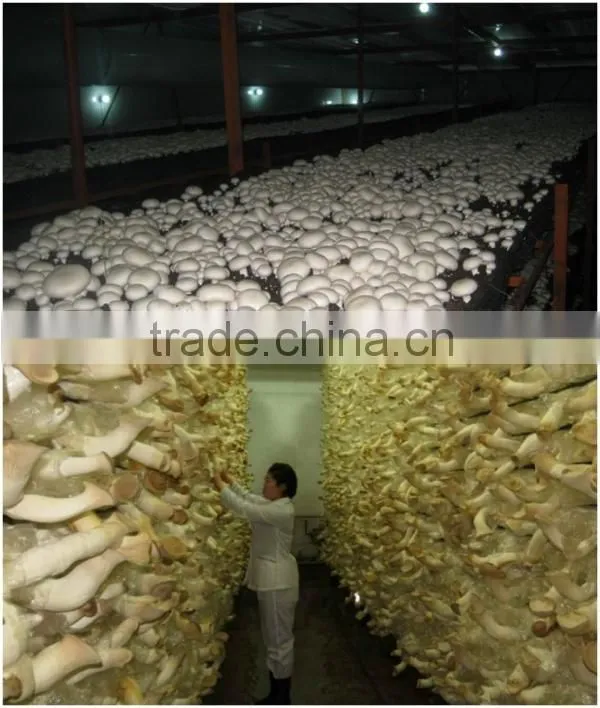 Edible mushrooms production mushroom compost machine
