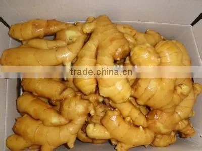 New crop market price for fresh ginger with high quality