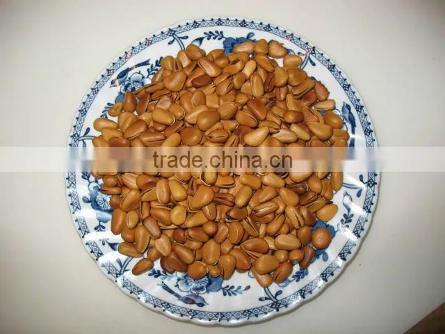 pine nut for sale in bulk