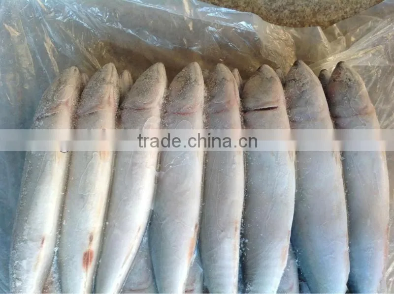 new sea frozen 55-60pcs/ctn mackerel whole round