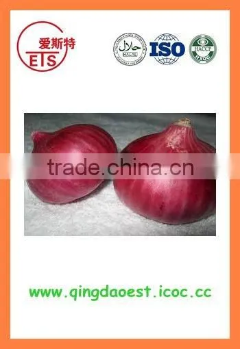 Fresh new crop red onion from China