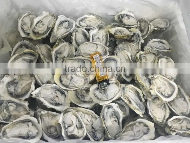 Frozen oyster half shell