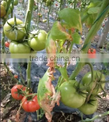 China ISO/ IMO /IAF supplier liquid chitosn oligo bio pesticide fertilizer for agriculture
