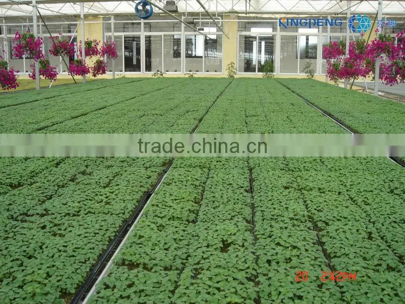 Multi Span Polycarbonate Sheet Greenhouse