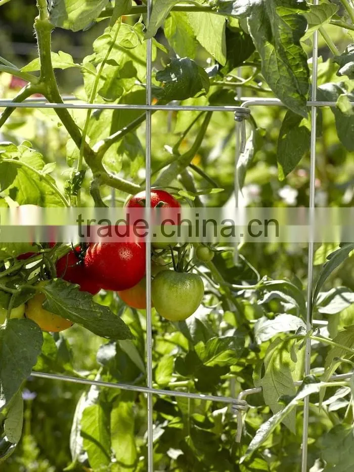 Folding plant tomato support cages