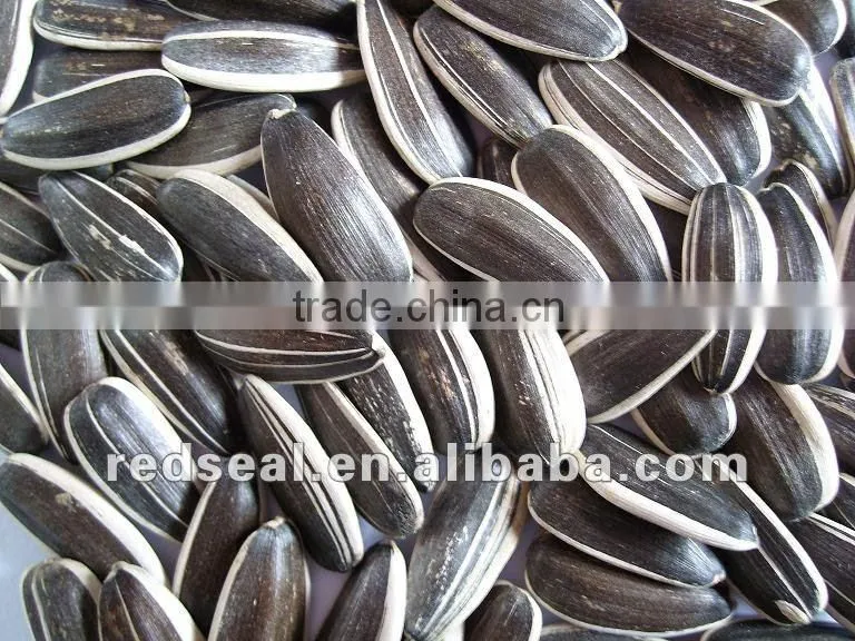2014 White Sunflower seeds