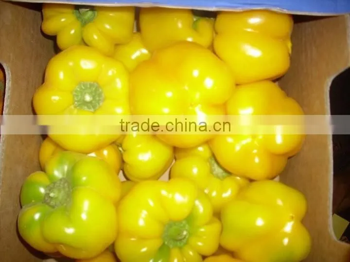 Capsicum