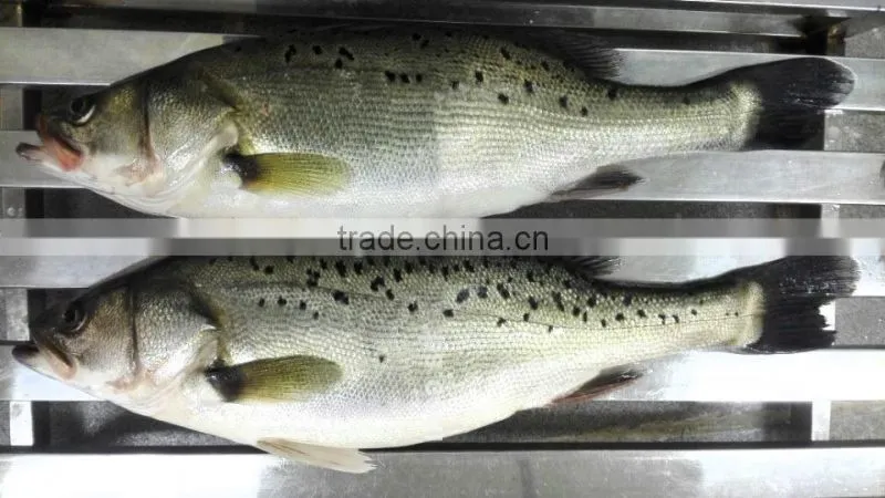 Frozen Seabass/chilean Seabass Fish Fillet