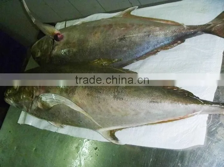 Caranx sexfasciatus frozen Bigeye Trevally fish
