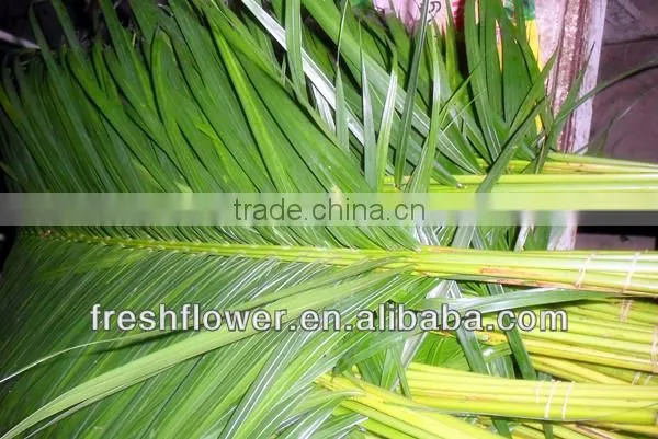 Export cut flowers and plants