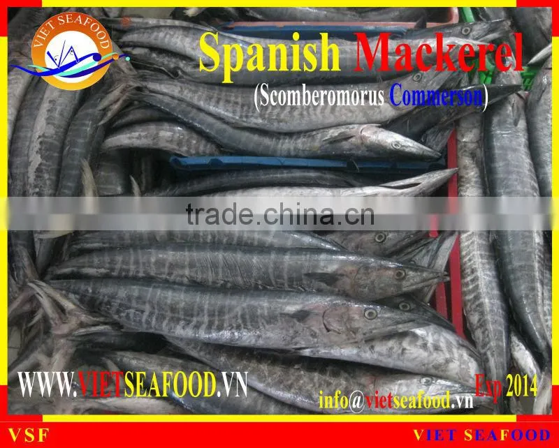 FROZEN SPANISH MACKEREL WHOLE ROUND