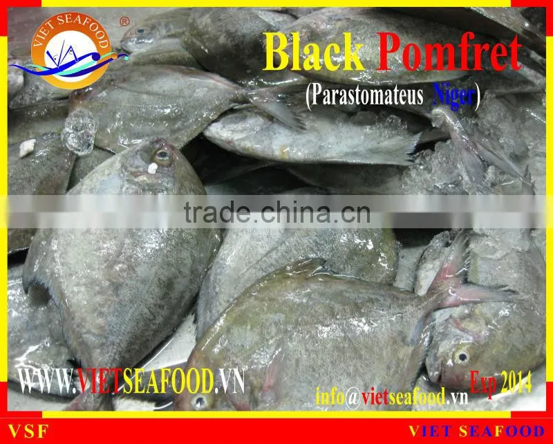 FROZEN BLACK POMFRET WHOLE ROUND