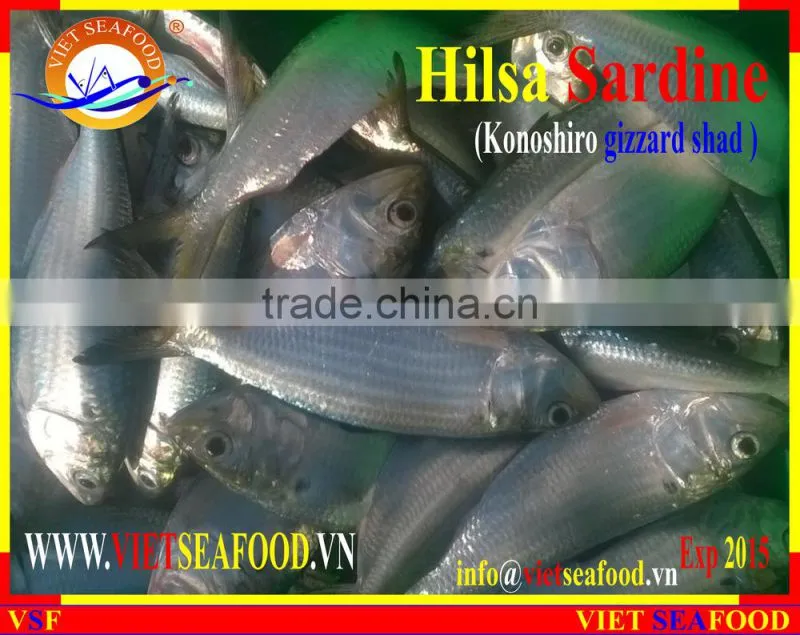 FROZEN HILSA SARDINE WHOLE ROUND