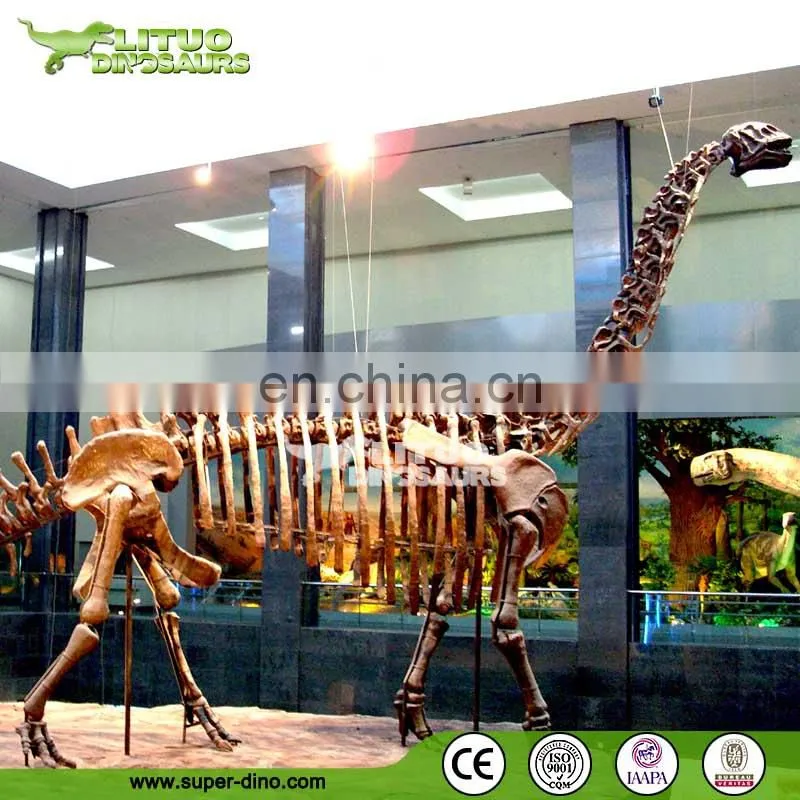 Museum Display Actual Size Dinosaur Skeleton