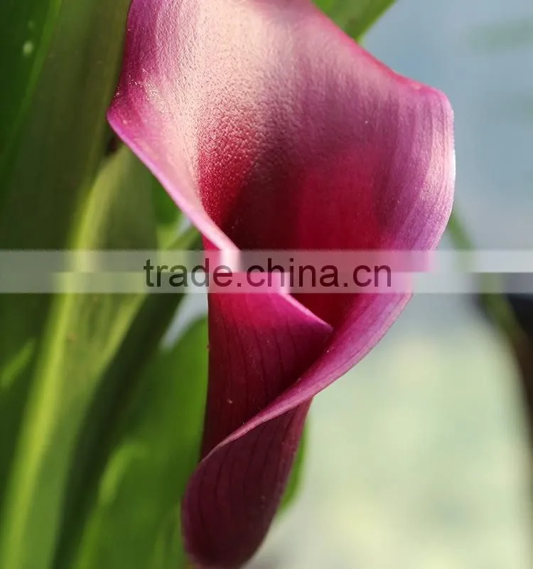 High grade new coming decoration calla lily flower