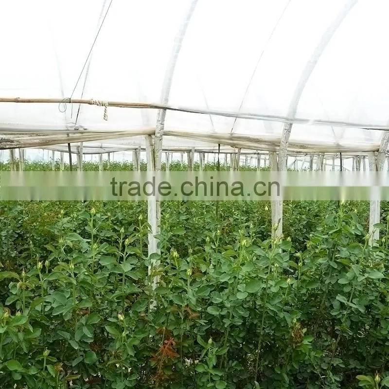 Real Touch Wholesale Preserved Flower Preserved Rose From China