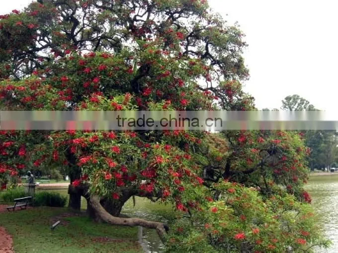 Erythrina crista-galliLinn.