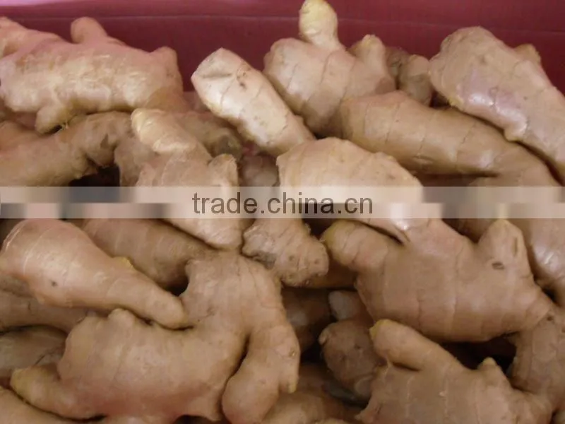 China fresh ginger for sale