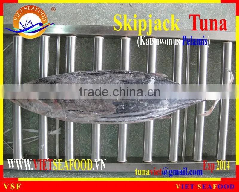 FROZEN SKIPJACK TUNA W/R